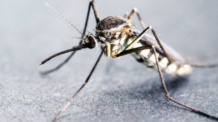 Tips to Prevent Malaria